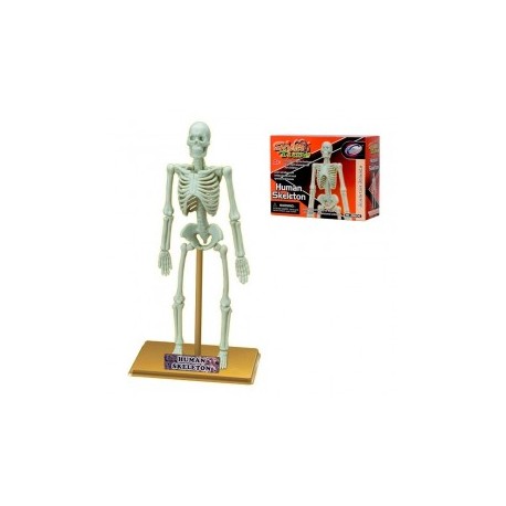 Esqueleto humano