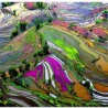 1000 pzs campo de arroz de C ...